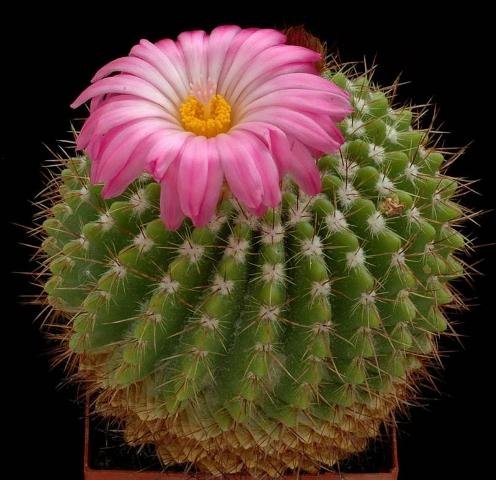 Notocactus_herteri